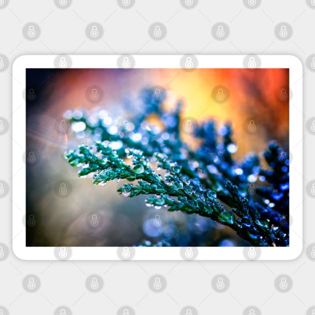 Raindrops on Leylandii Sticker by heidiannemorris